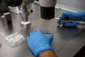 凍結胚移植に再々度の挑戦