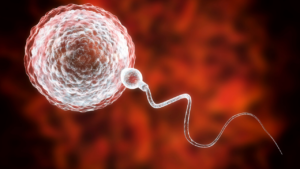 出産後だって不妊治療という枠組みの中にいるんだ｜残った受精卵をどうする？